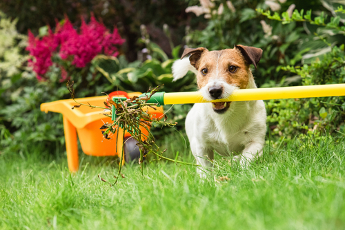 The Importance of Lawn Clean-Up