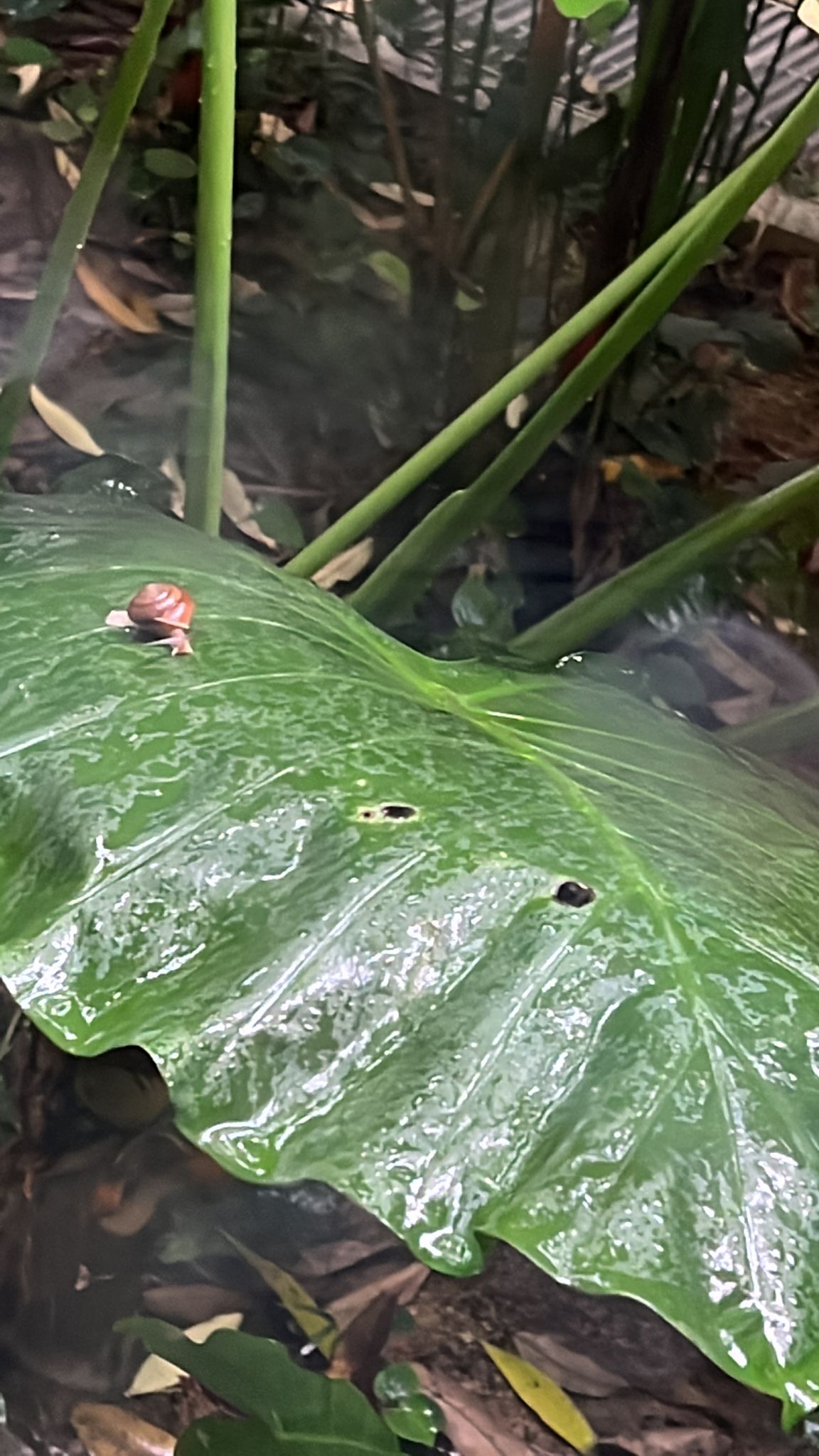 What Should I Do If I Found Snails in My Garden? (Useful Guide)
