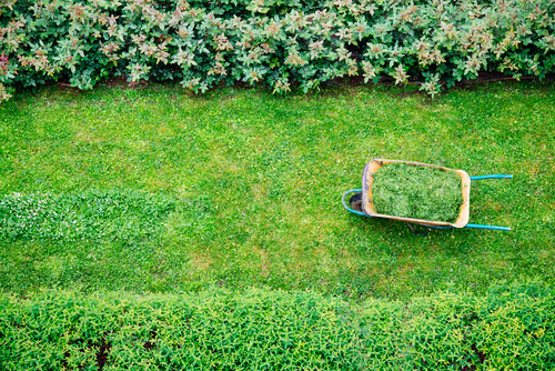 Lawn Care for Beginners Essential Tips for New Homeowners