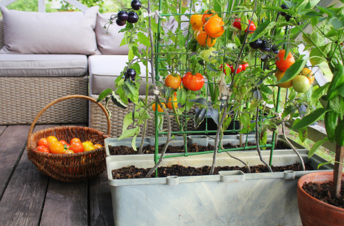 Utilizing Containers and Raised Beds