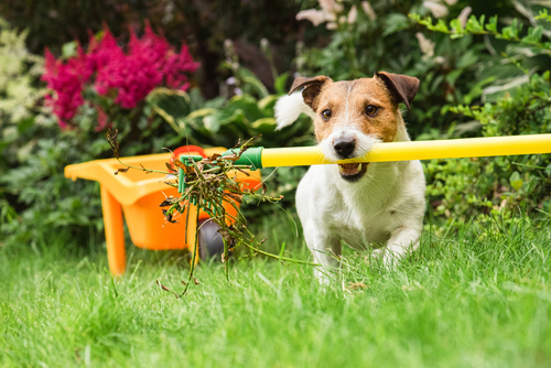 How to Design a Pet-Friendly Garden 